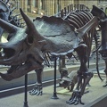010-24 Triceratops at the Victoria and Albert Museum London